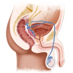 Spray wywołujący erekcję Potency Spray Intensive - 50ml